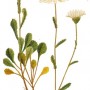 Нивяник обыкновенный, поповник луговой. - Leucanthemum vulgare Lam.